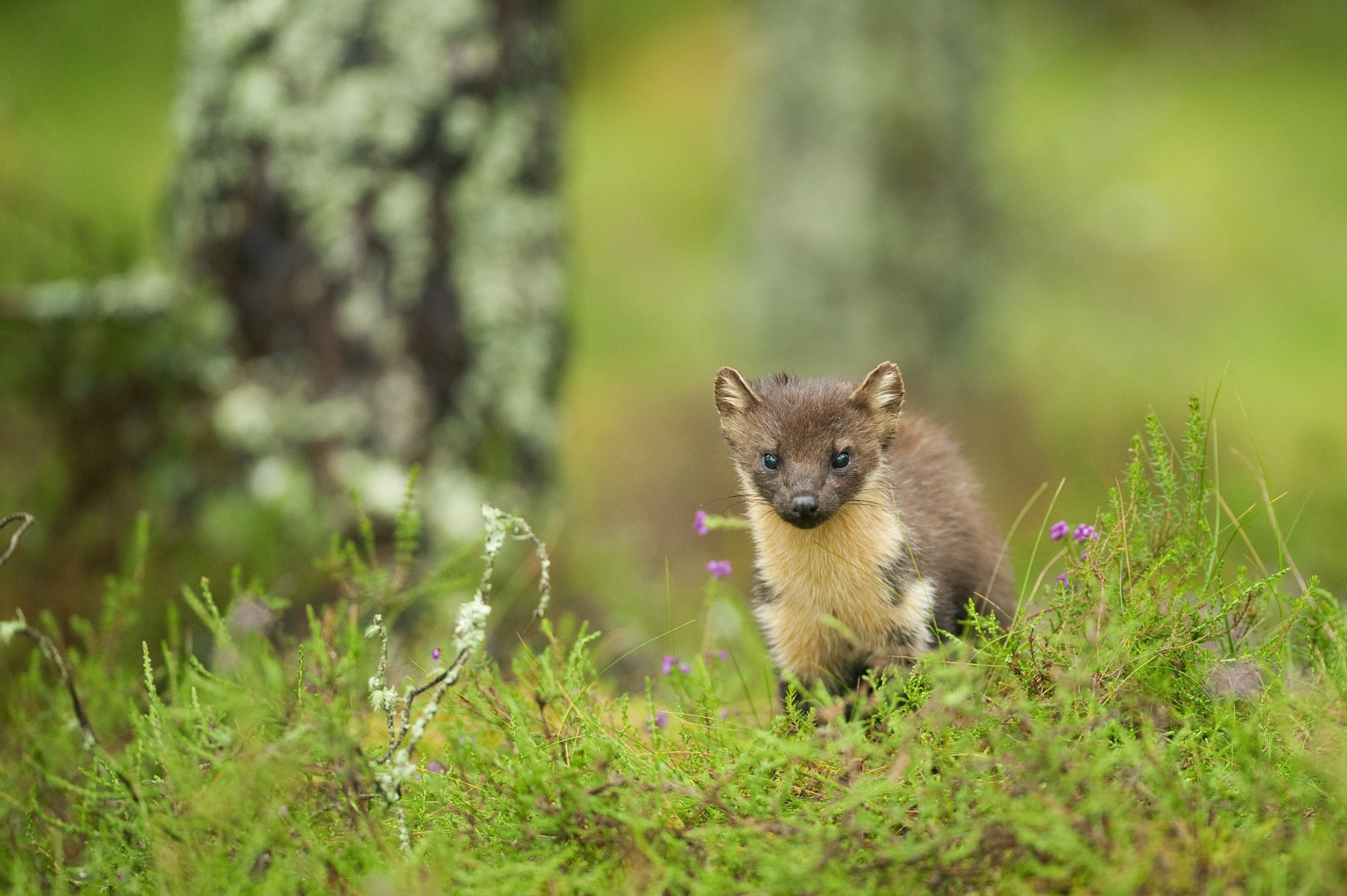 One of Britain's rarest mammals returns to Forest of Dean | Forestry